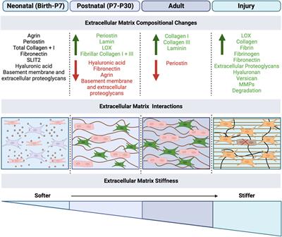 Cardiomyocyte-fibroblast crosstalk in the postnatal heart